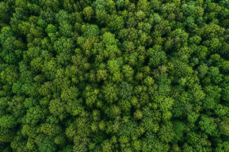 Vue aérienne d’une forêt verdoyante évoquant le papier certifié FSC